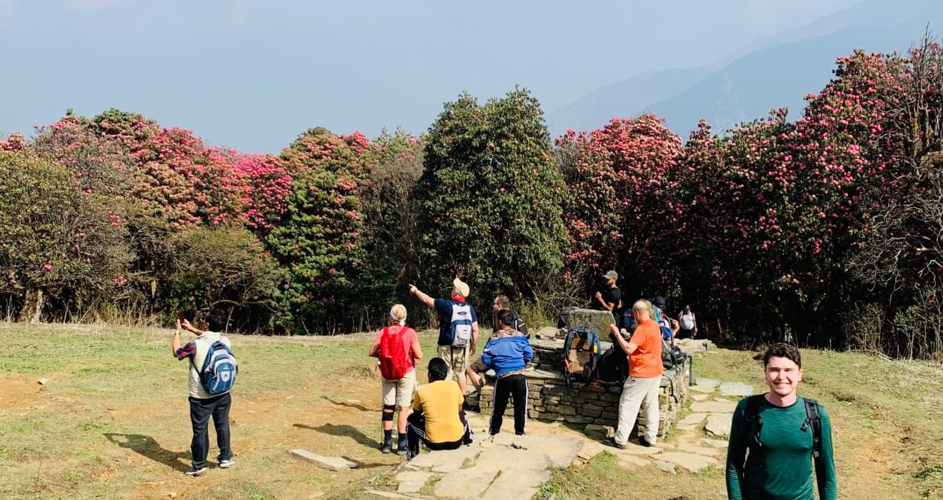 The Pink Rhododendron Blossoms in Nepal