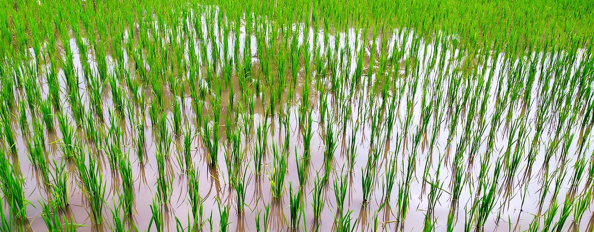 Rice Planting Festival in Nepal