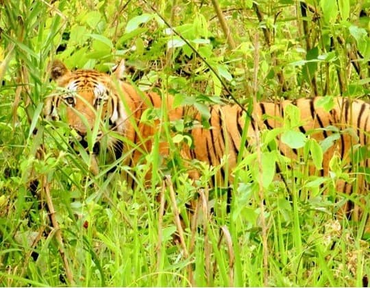 Bardia National Park