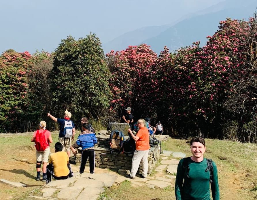 The Pink Rhododendron Blossoms in Nepal