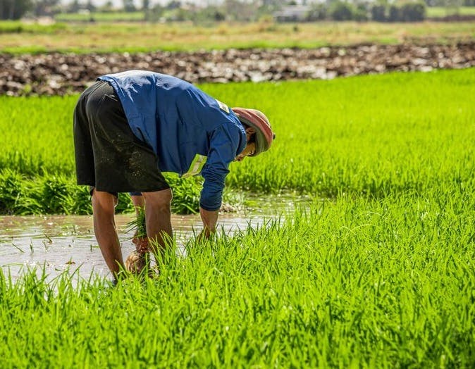 Rice Planting Festival in Nepal