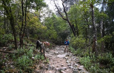 Forested area of manaslu circuit trekking