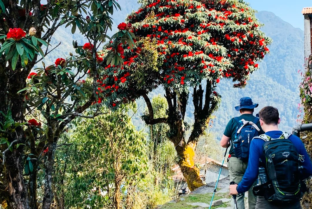 Trekkers Walking On Stone Path Through Rhododendron Trees In Bloom Descending Toward Chhomrong