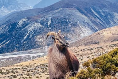 Dingboche   Himalayan Tahr in everest Region