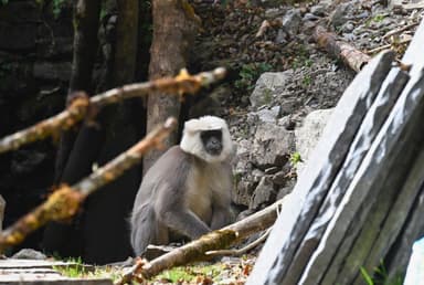 Ulleri   animals around annapurna base camp