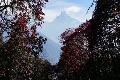 How fit should I be to trek Mardi Himal