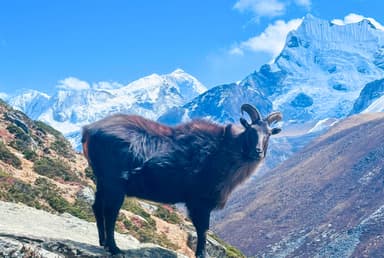 Himalayan Goat in the way of Everest Base Camp Trek