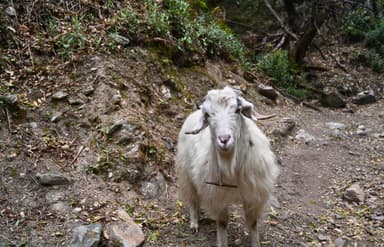 Day 8   Namrung to lho Gaun via Lhi   FLora and fauna of Manaslu