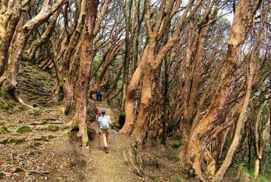 Forested area of annappurna base camp trek