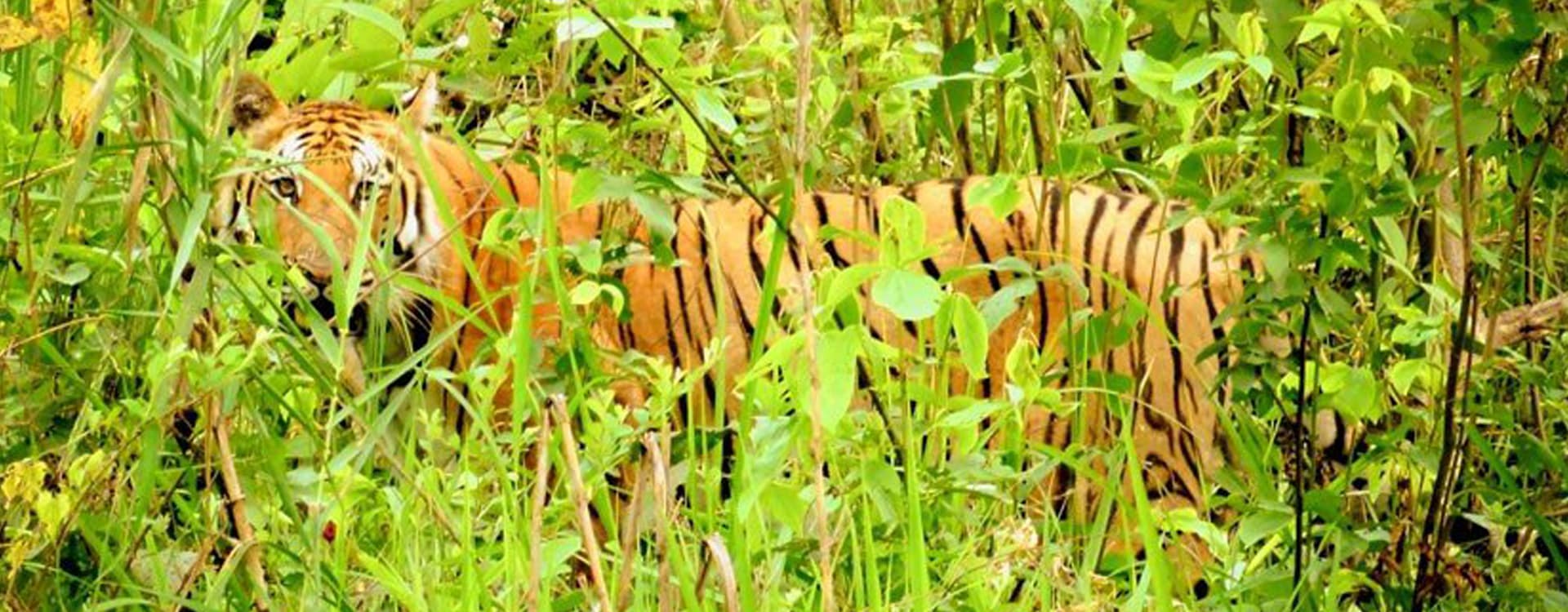 Bardia National Park