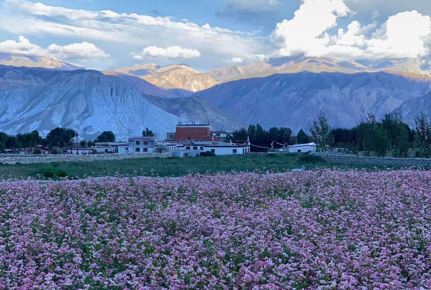 Flora of Upper Mustang