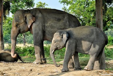 2 Elephant at Chitwan National Park Nepal trek