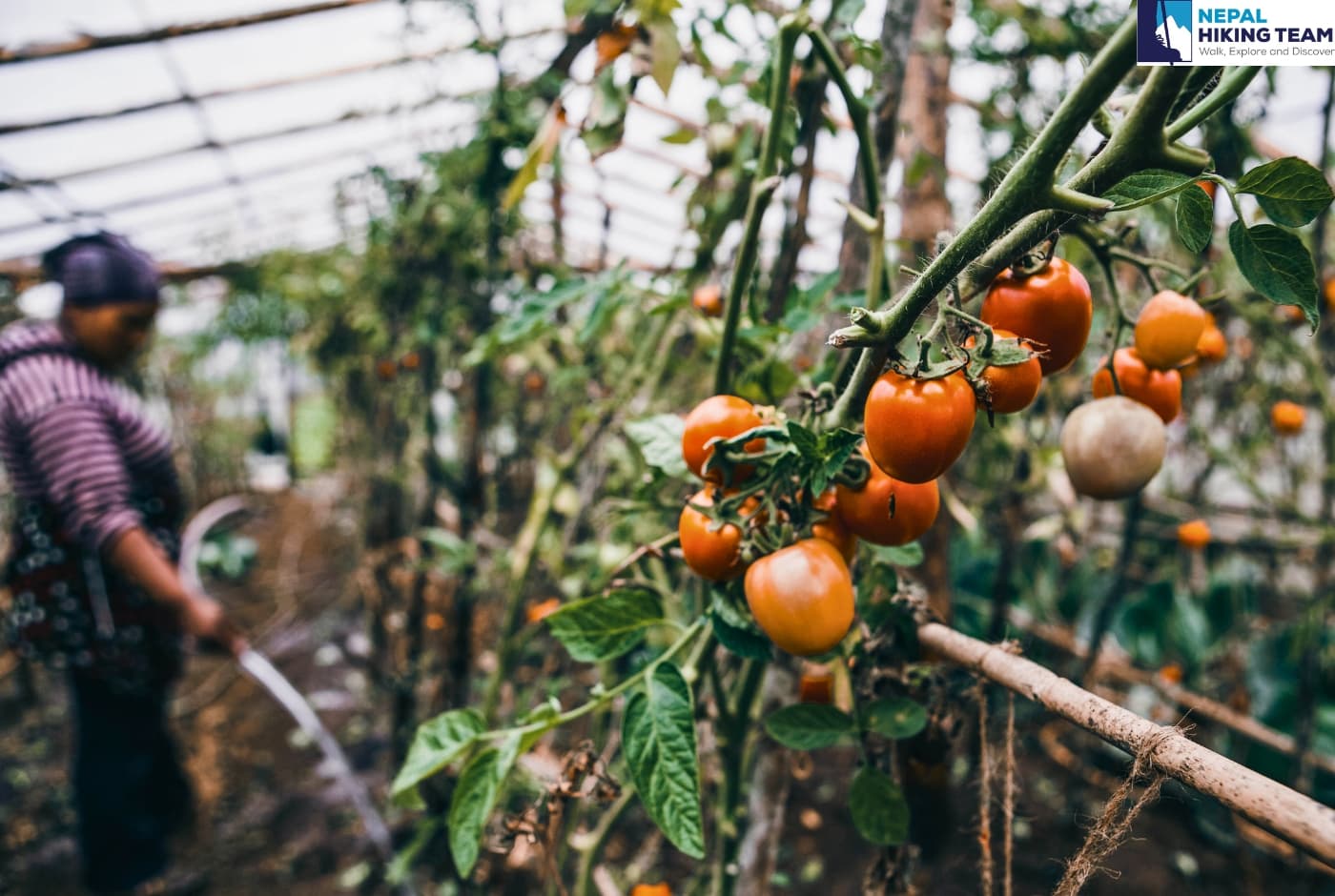 Organic Tomato garden   Lukla