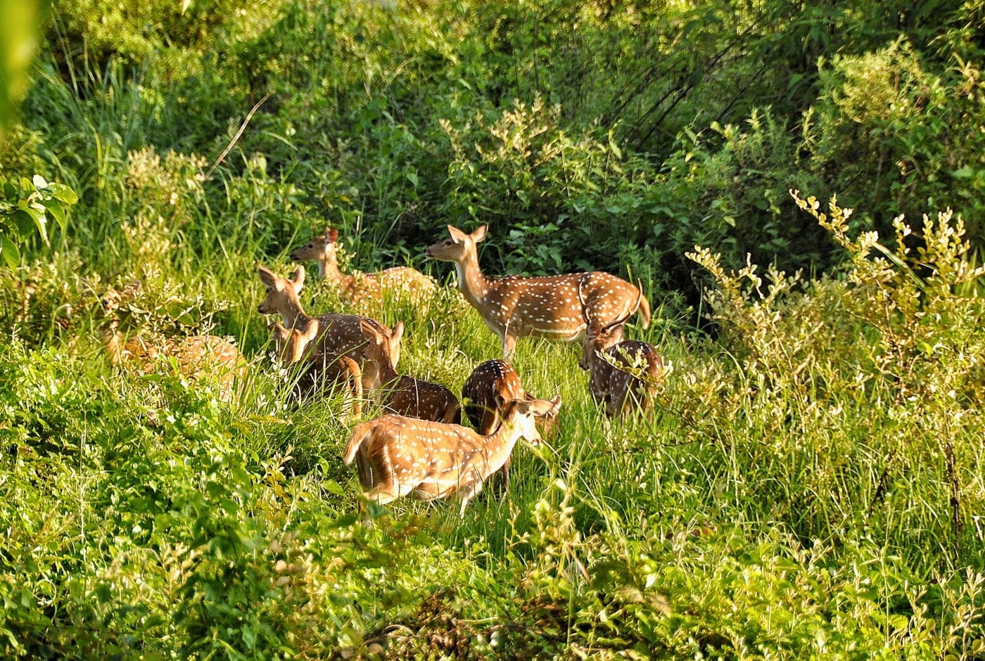 Deer in conserved area of Chitwan National Park