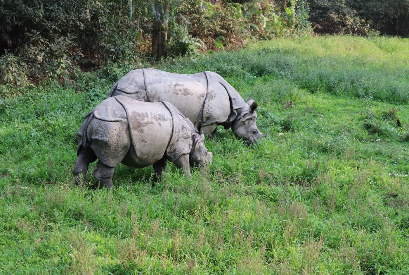 Rhino in Chitwan National Park