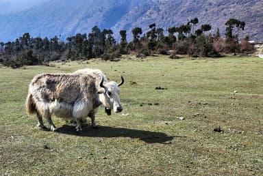 Grazing Yak in the High Himalayas - Manaslu