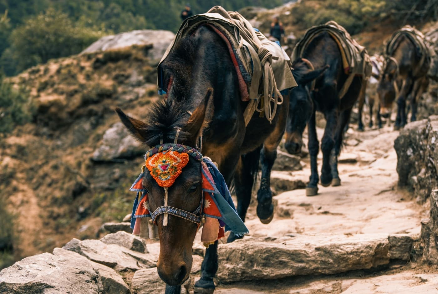 A pack mule adorned with a colorful harness walks along a narrow, rocky mountain trail, carrying supplies   monjo