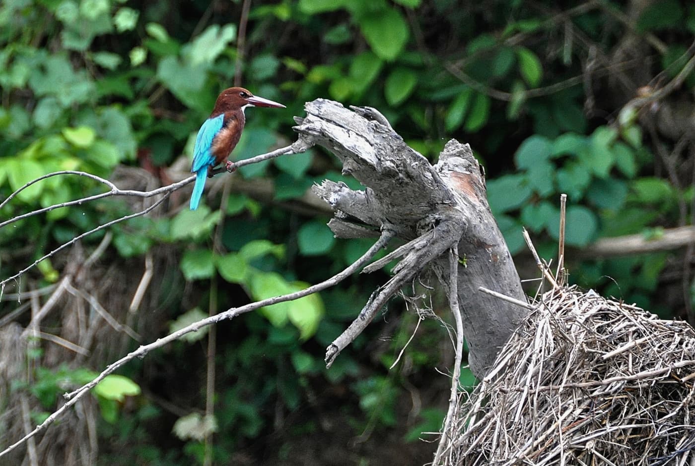 King Fisher  Conserved area