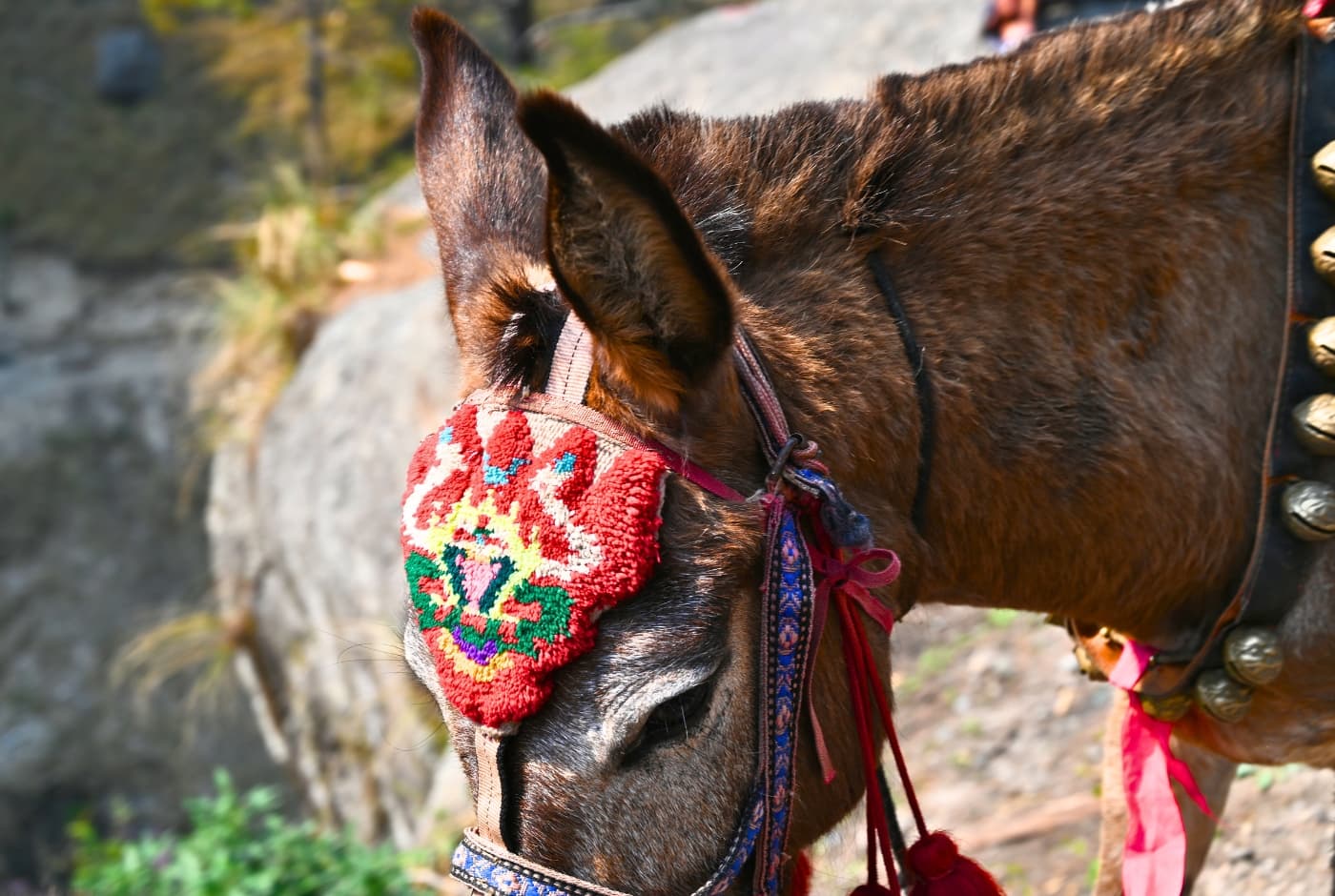 Animals at th manaslu area