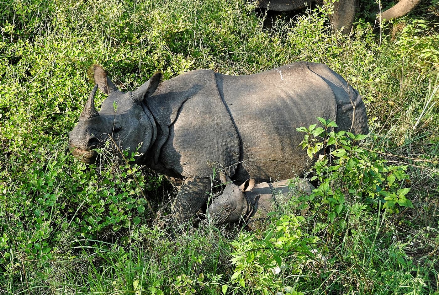 one horned Rhinoceros conserved in Chitwan National park