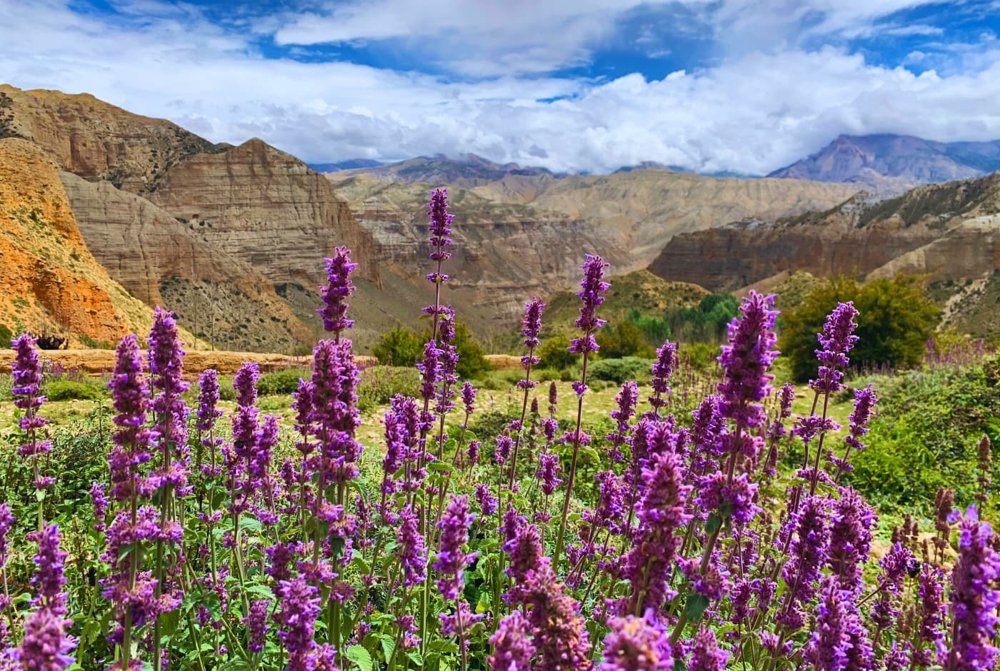 Desert landscapes and flora of Upper Mustang