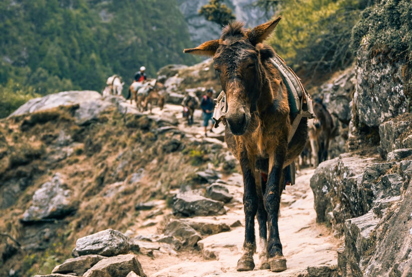 Monjo  A pack mule  walks along a narrow carrying supplies