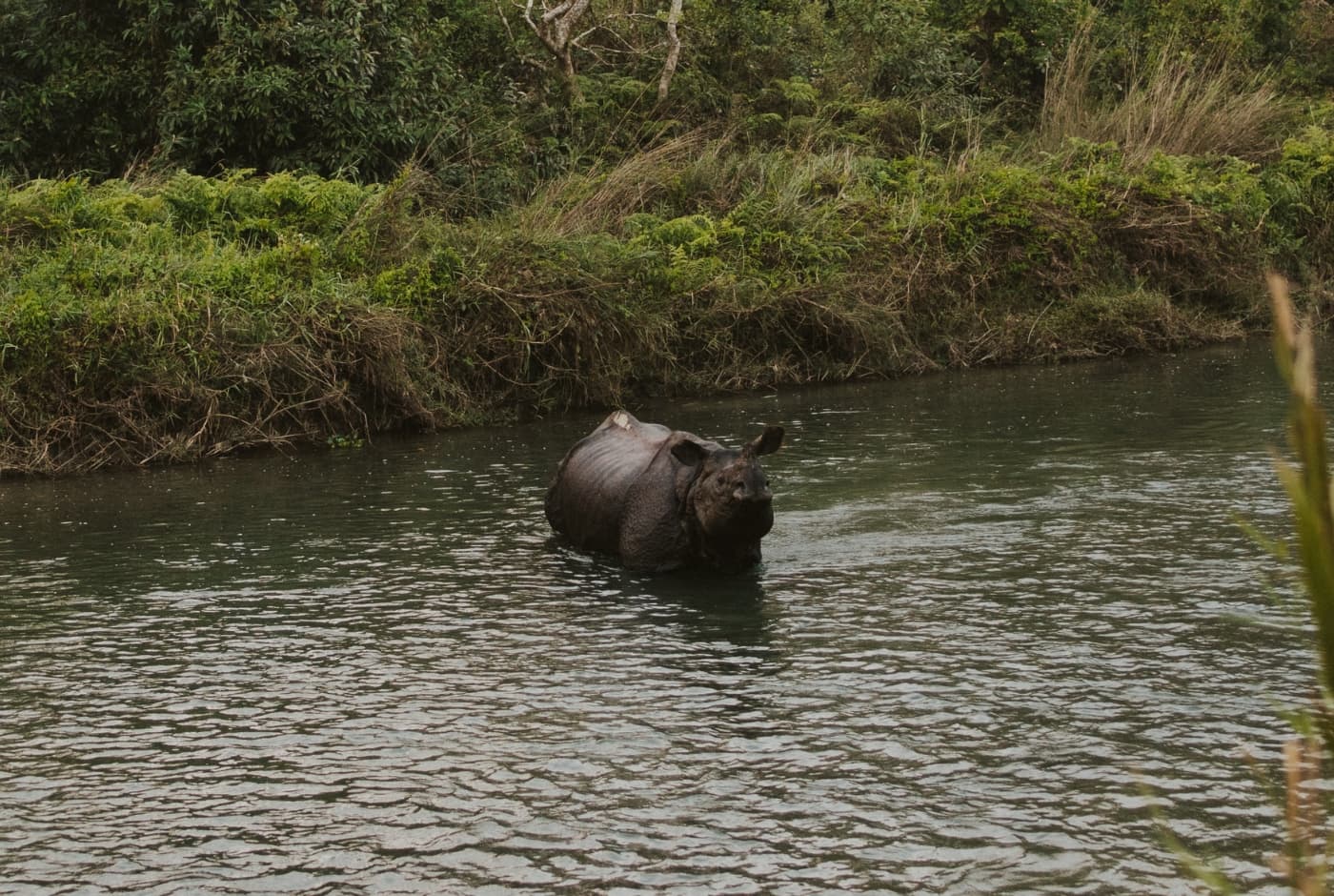 chitwan.jpg