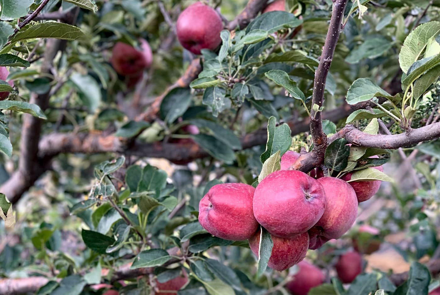 Famous Mustang Apple