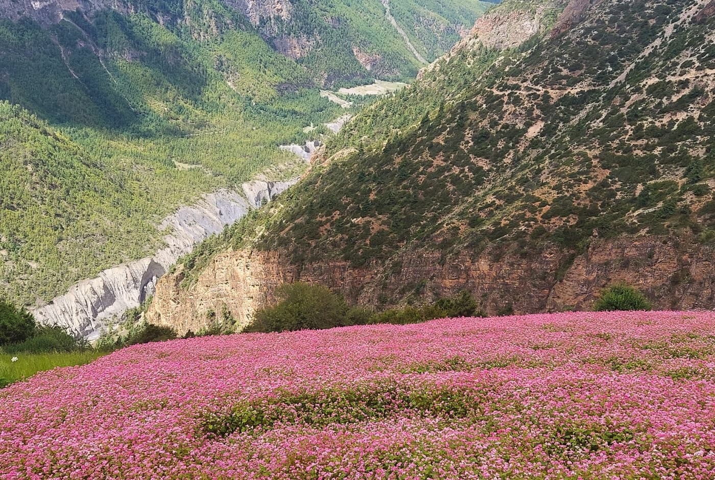 Beautiful pink wildflower field in the valley on the Annapurna Circuit