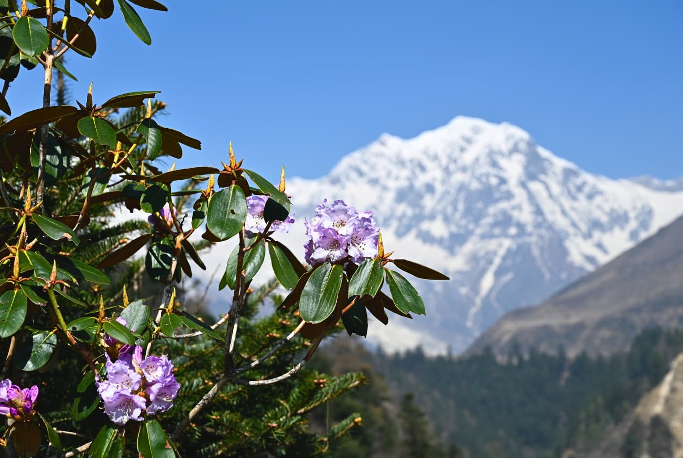 Mountains and flowers around Manaslu