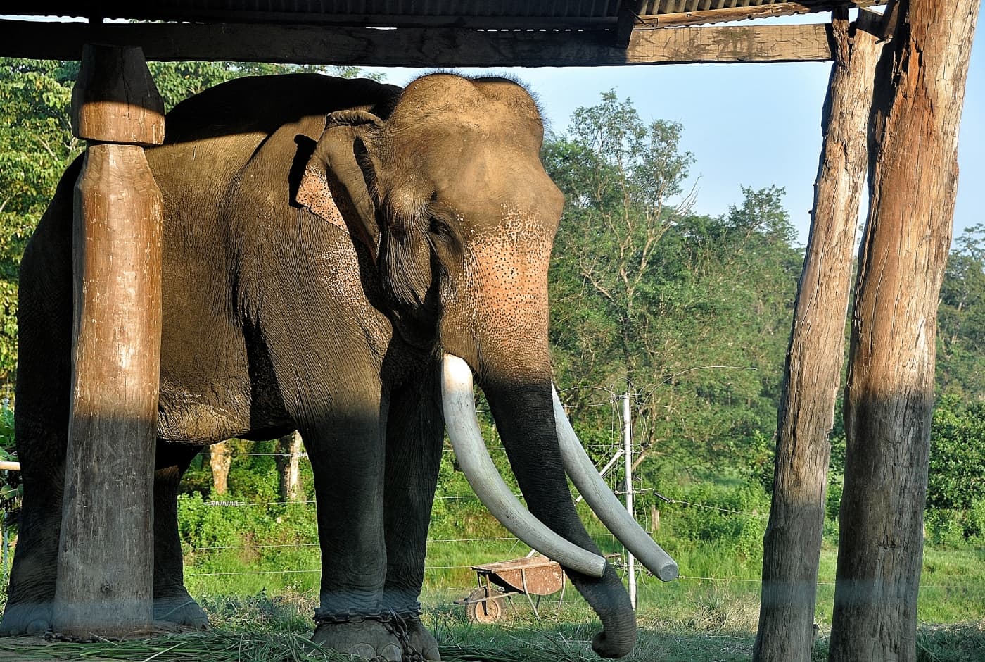 Elephant in Chitwan National Park