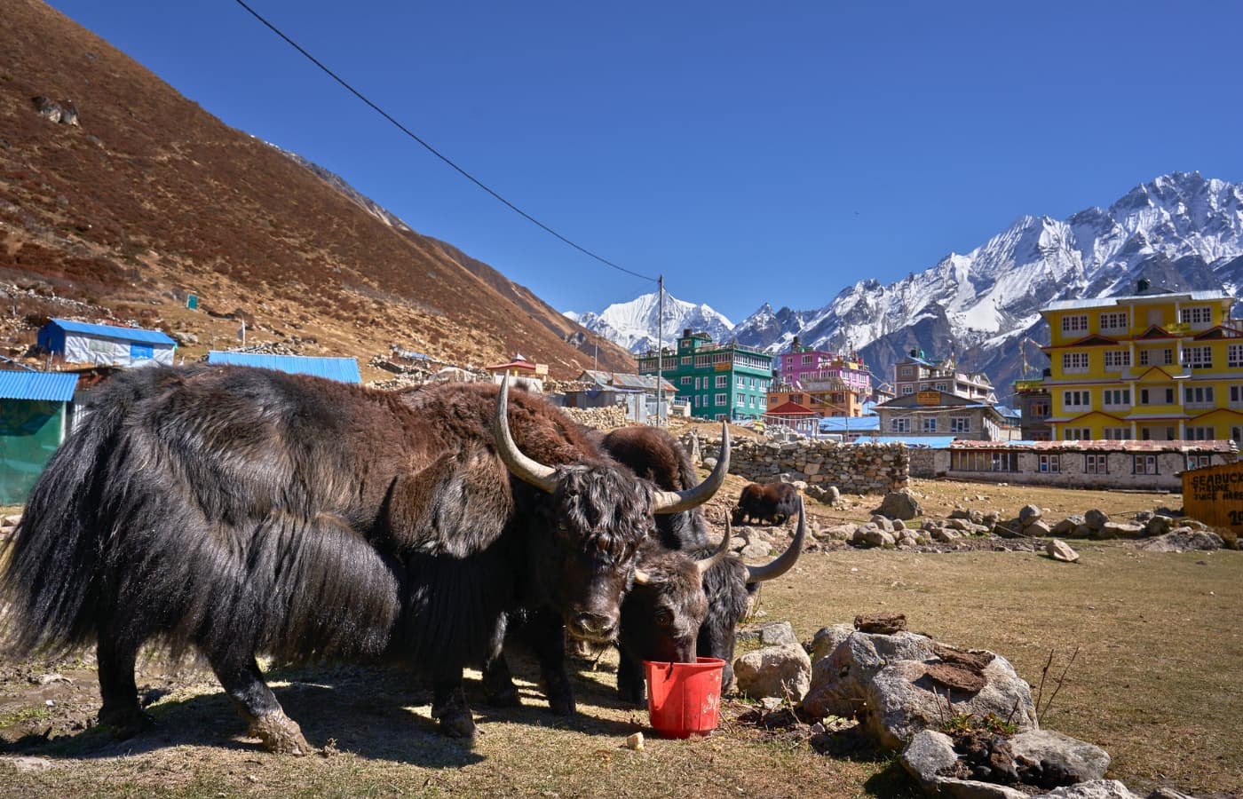 Following the yaks   Langtang Valley Trek