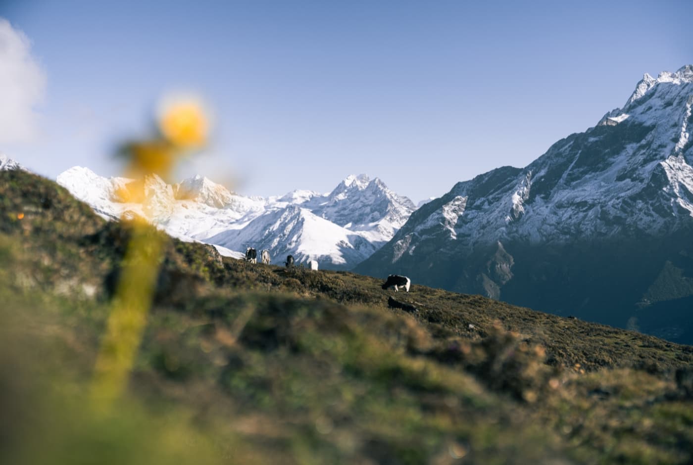 A scenic view of snow Capped with few yak grazing   Kongde Everest trek