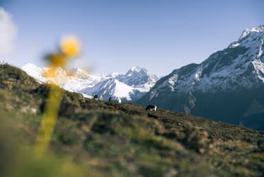 A scenic view of snow Capped with few yak grazing  - Kongde Everest trek