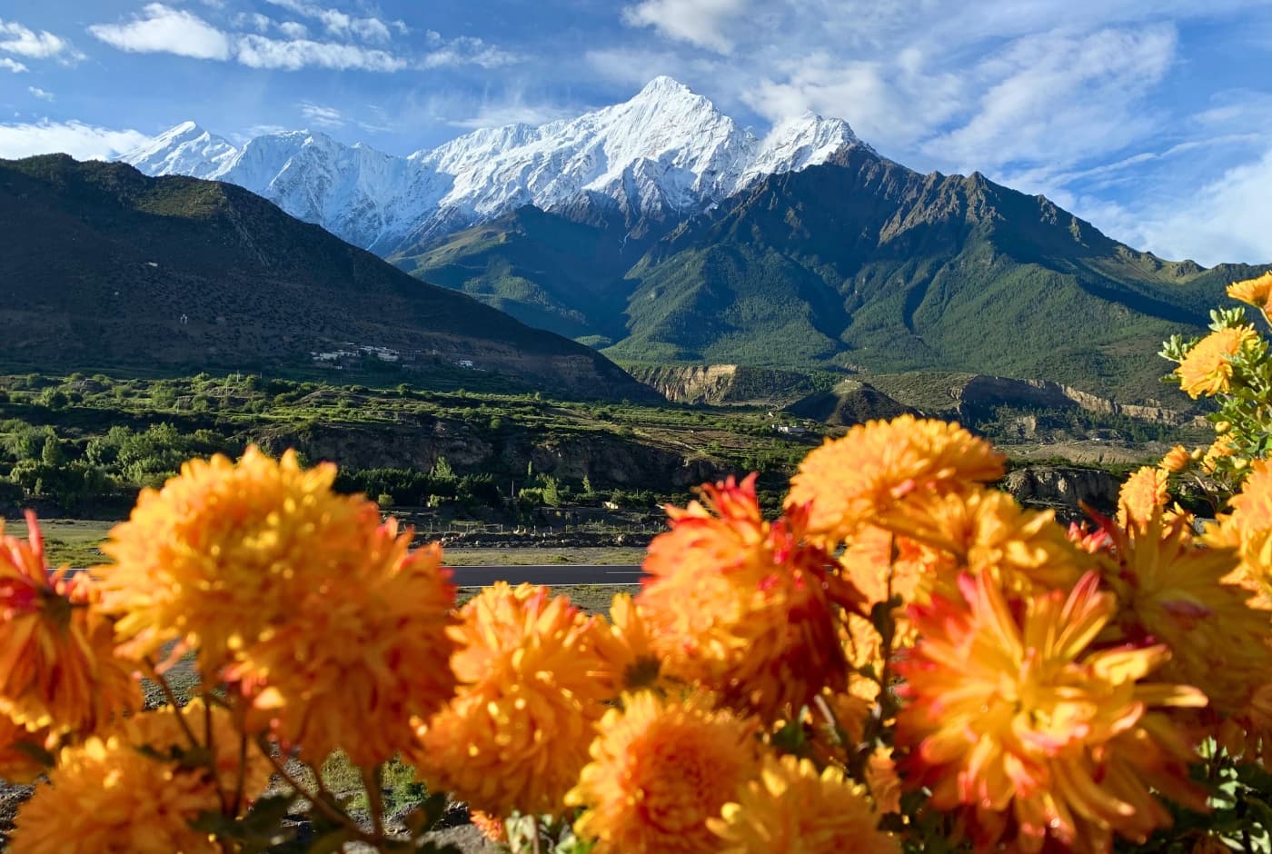 Greenary and flowers  Upper Mustang trek