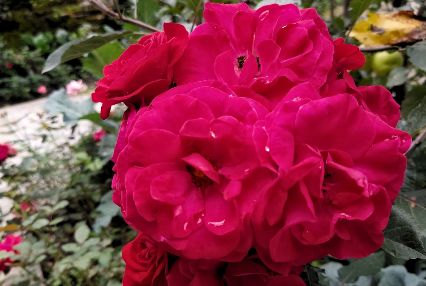 Bright red roses in full bloom in a garden Annapurna with Tilicho Trek