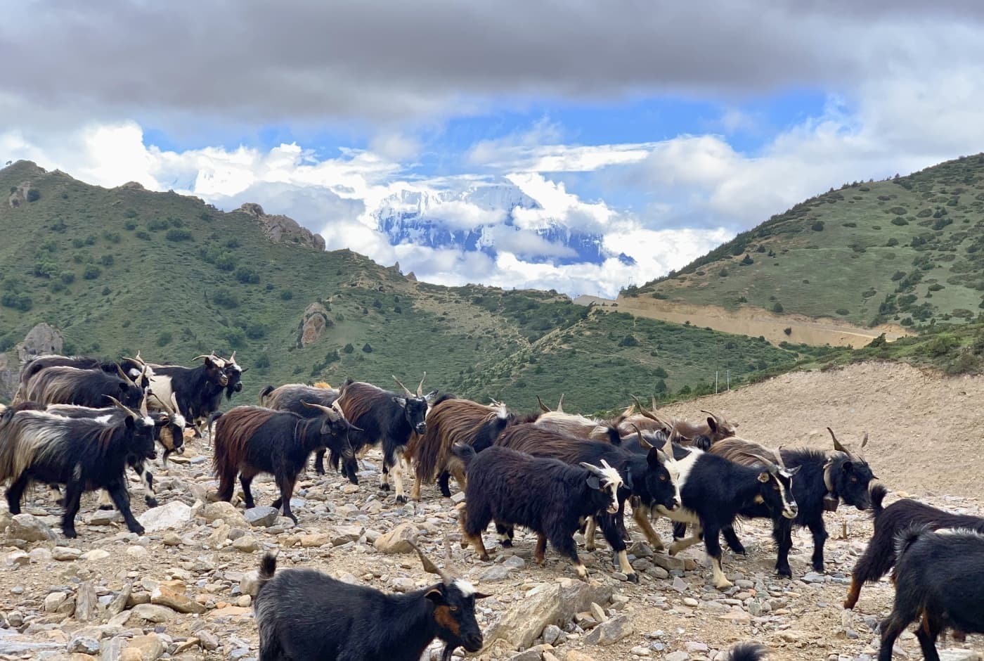 Goats in Mustang Area