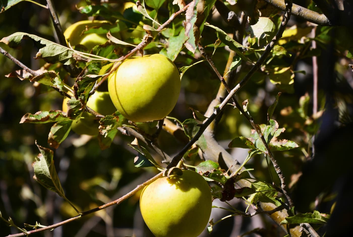 Local apple of Upper mustang