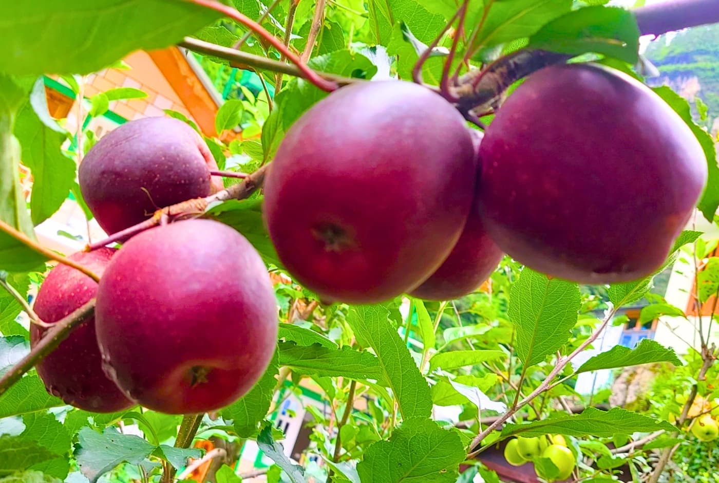 Red apples growing on a tree branch in Manang Nepal