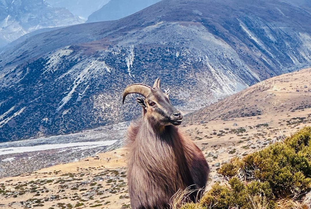 Dingboche Himalayan Tahr in everest Region