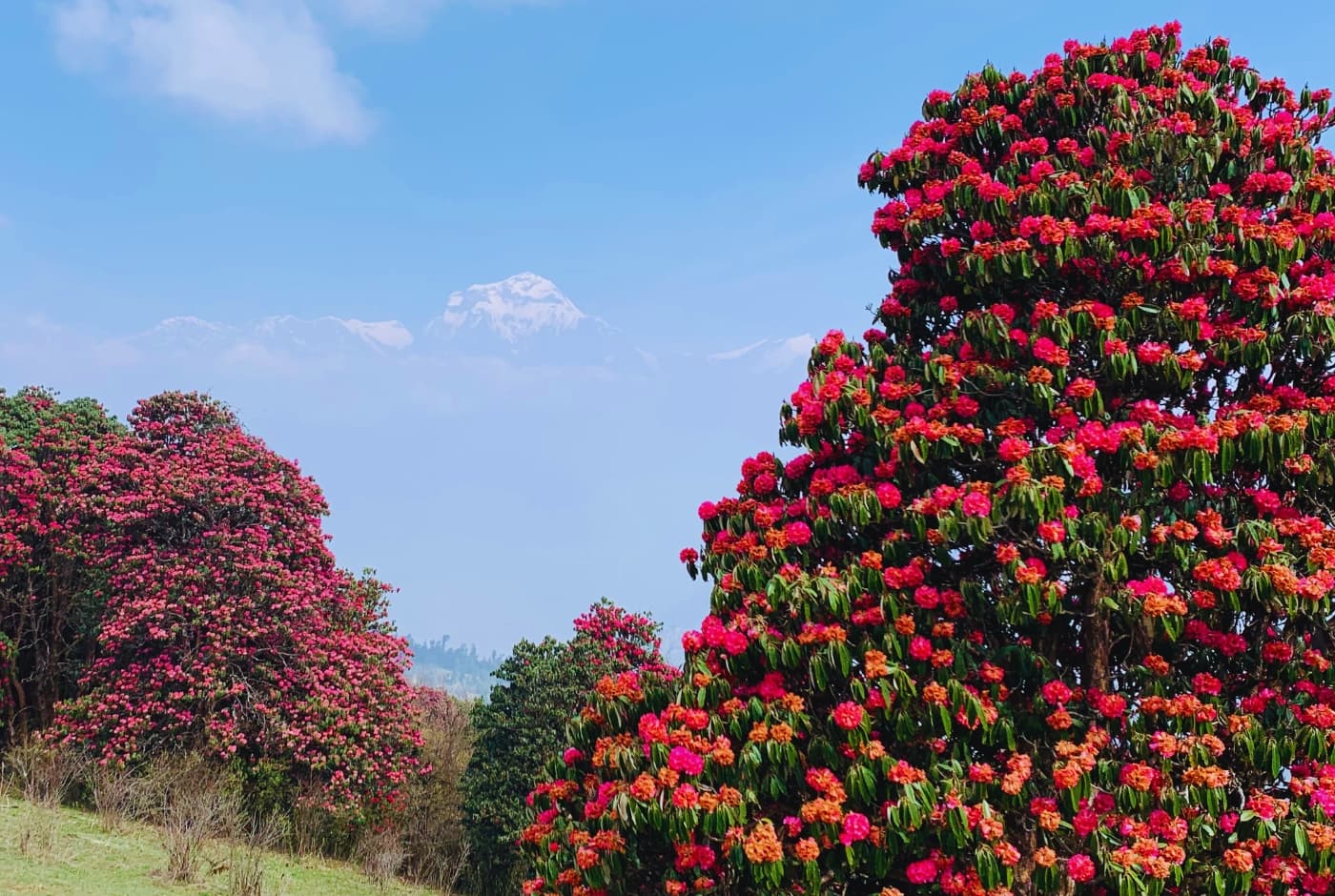 Rhododendron forest in poon hill best of Nepal trek