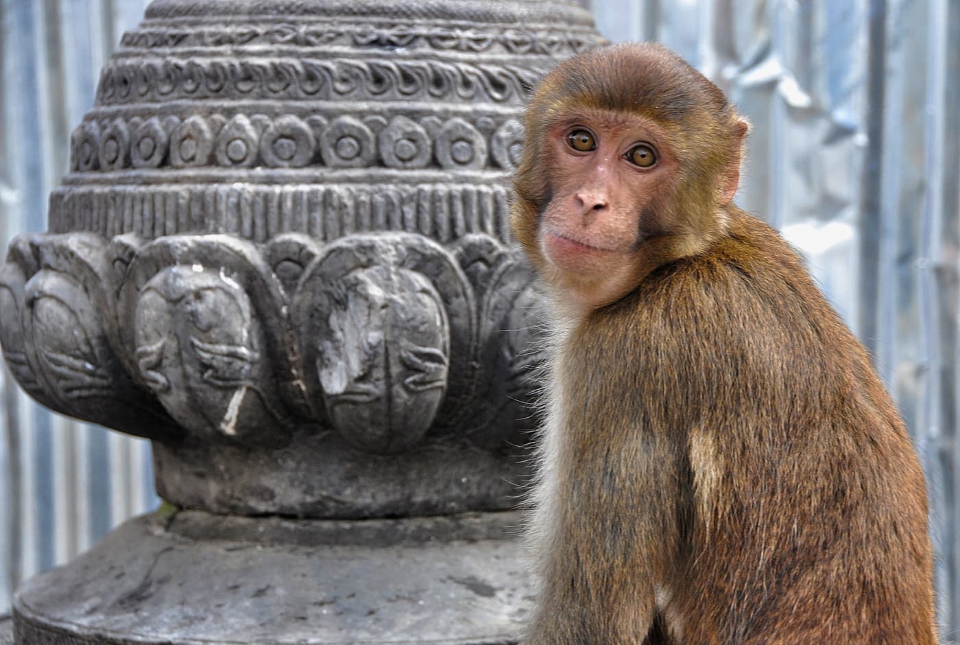 Monkey Syambunath temple Nepal Day tour