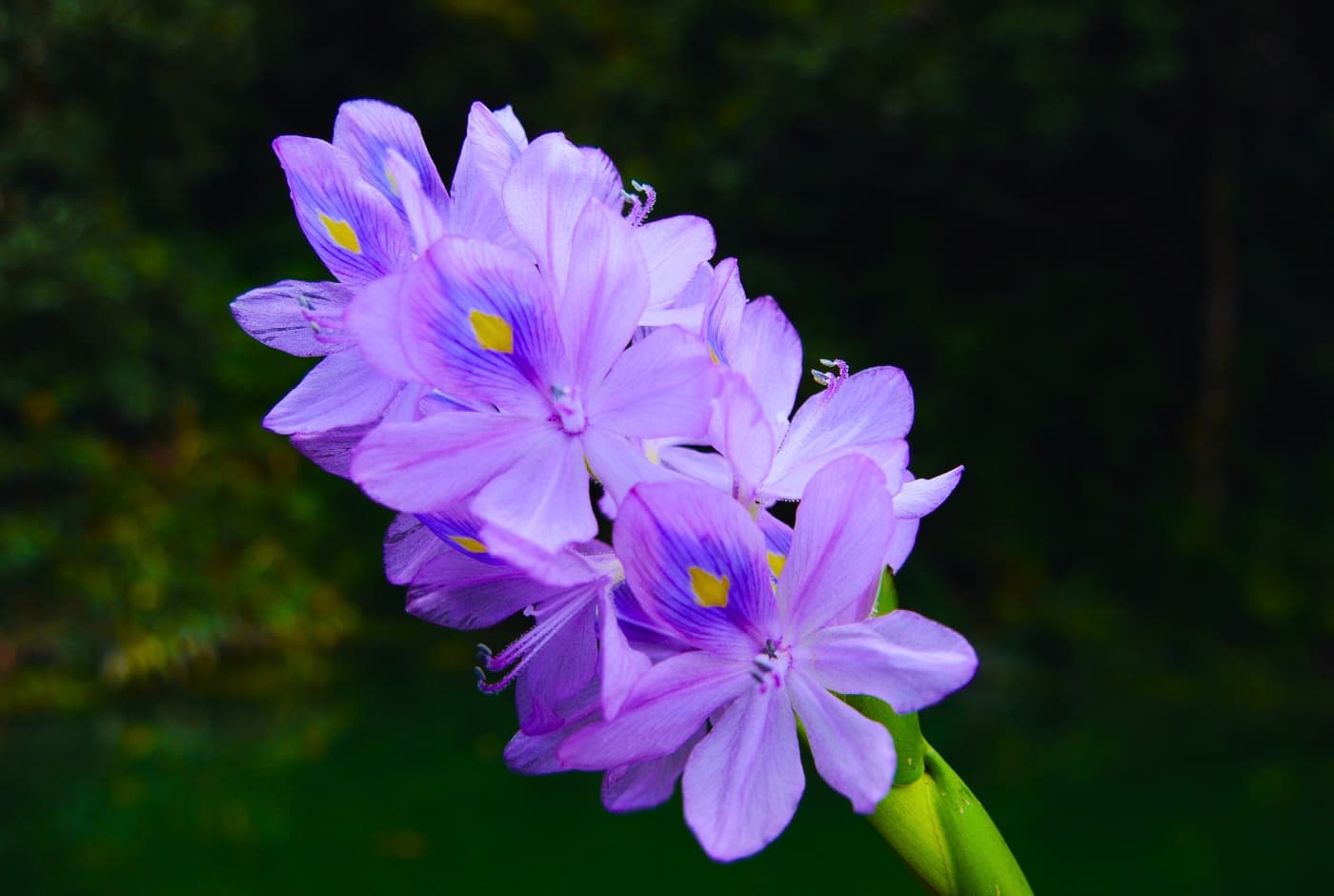 Flowers around Lake of City pokhara